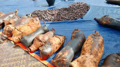 “الشنة” .. إحدى وسائل حفظ التمور عند أهالي العلا قديمًا